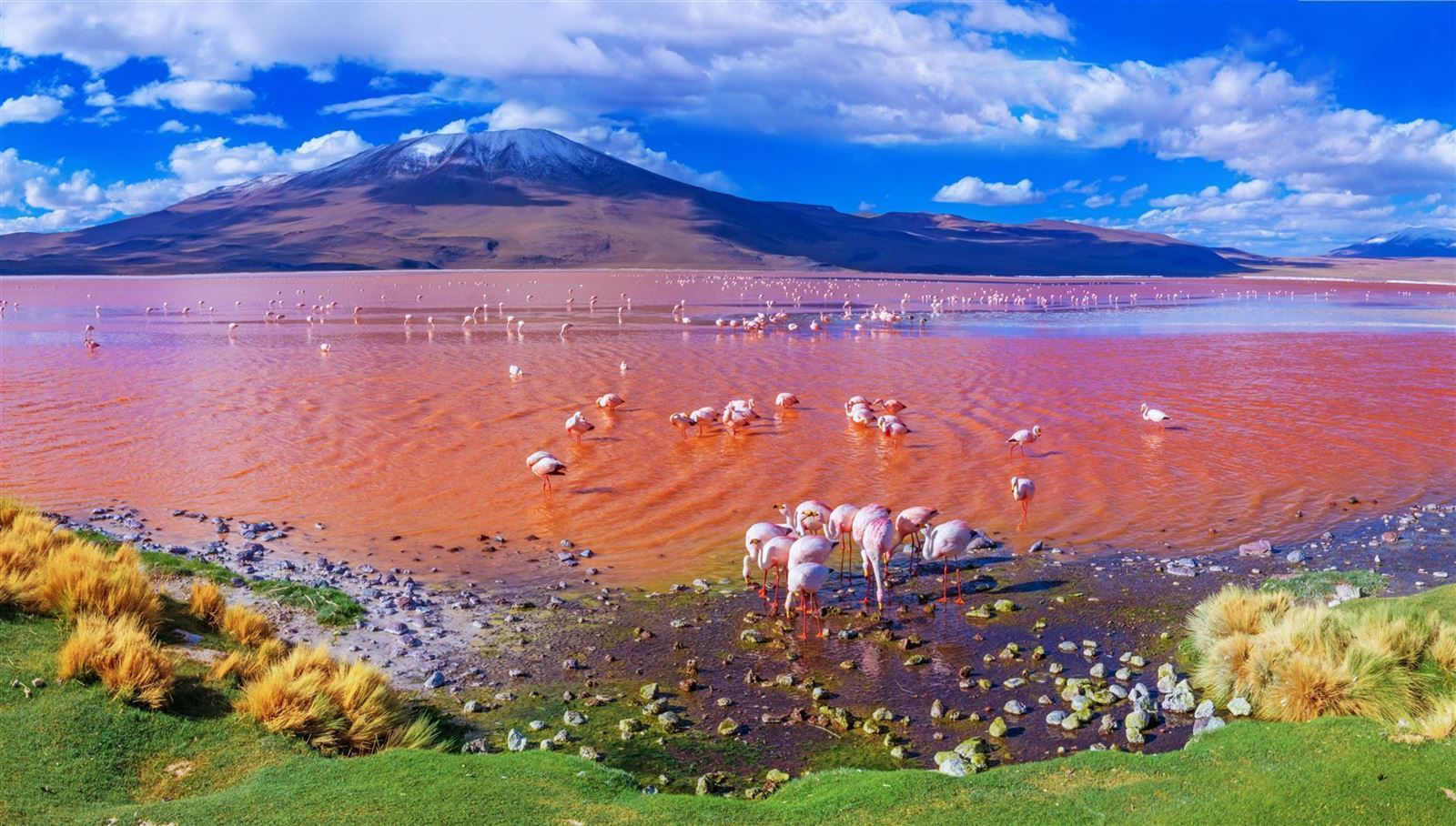 Flamingo in der Lagune Colorado